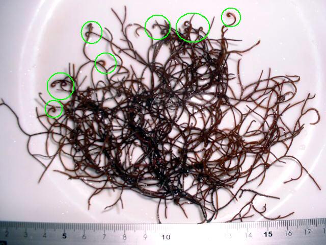 Nisoc Diy エゴ草を採って えごねり を食べよう